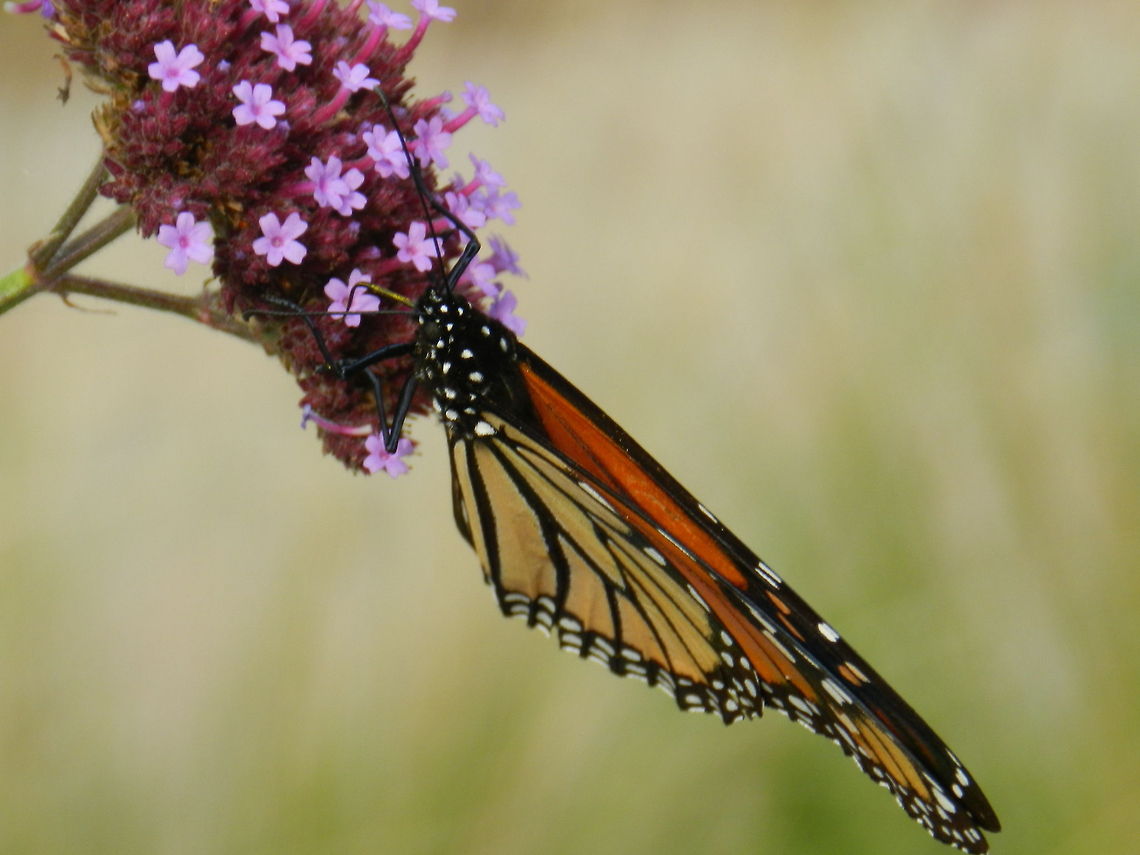 Monarch  Danaus plexippus,Geotagged,Monarch,United States