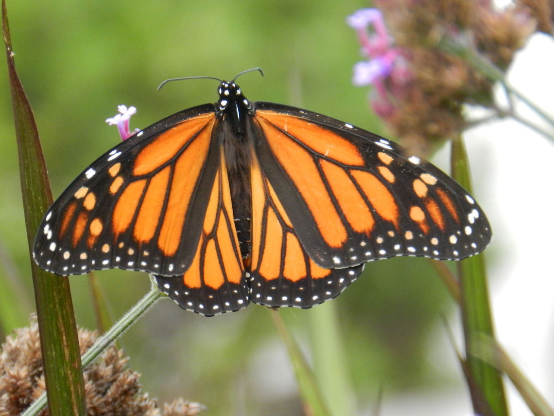 Monarch  Danaus plexippus,Geotagged,Monarch,United States
