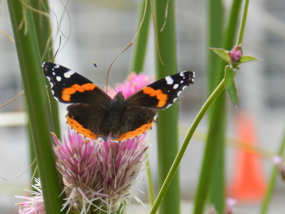 The Red Admiral Butterfly  Geotagged,Red Admiral,United States,Vanessa atalanta
