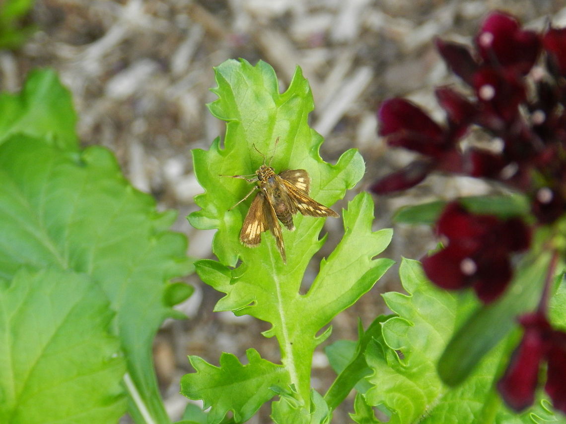 Pecks Skipper A small gem Geotagged,Pecks Skipper,Polites peckius,United States