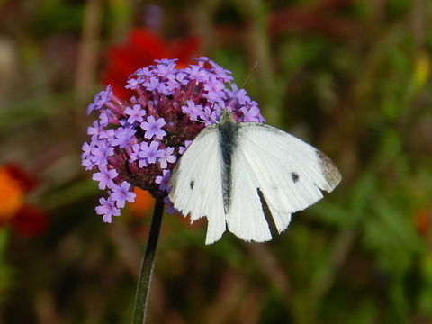 Small cabbage white Rough times for this little one Geotagged,Pieris rapae,Small White,United States
