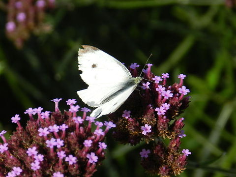Small cabbage white survivor Noted the tears on the wings of this moth.  Geotagged,Pieris rapae,Small White,United States
