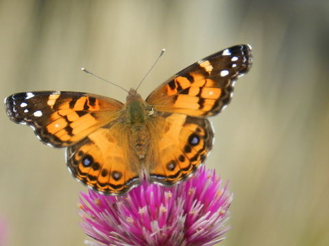 American painted lady butterfly  American Painted Lady,Geotagged,United States,Vanessa virginiensis