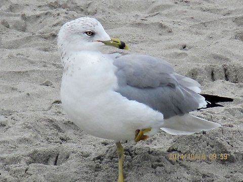 Seagull  Geotagged,Larus delawarensis,Ring-billed gull,United States