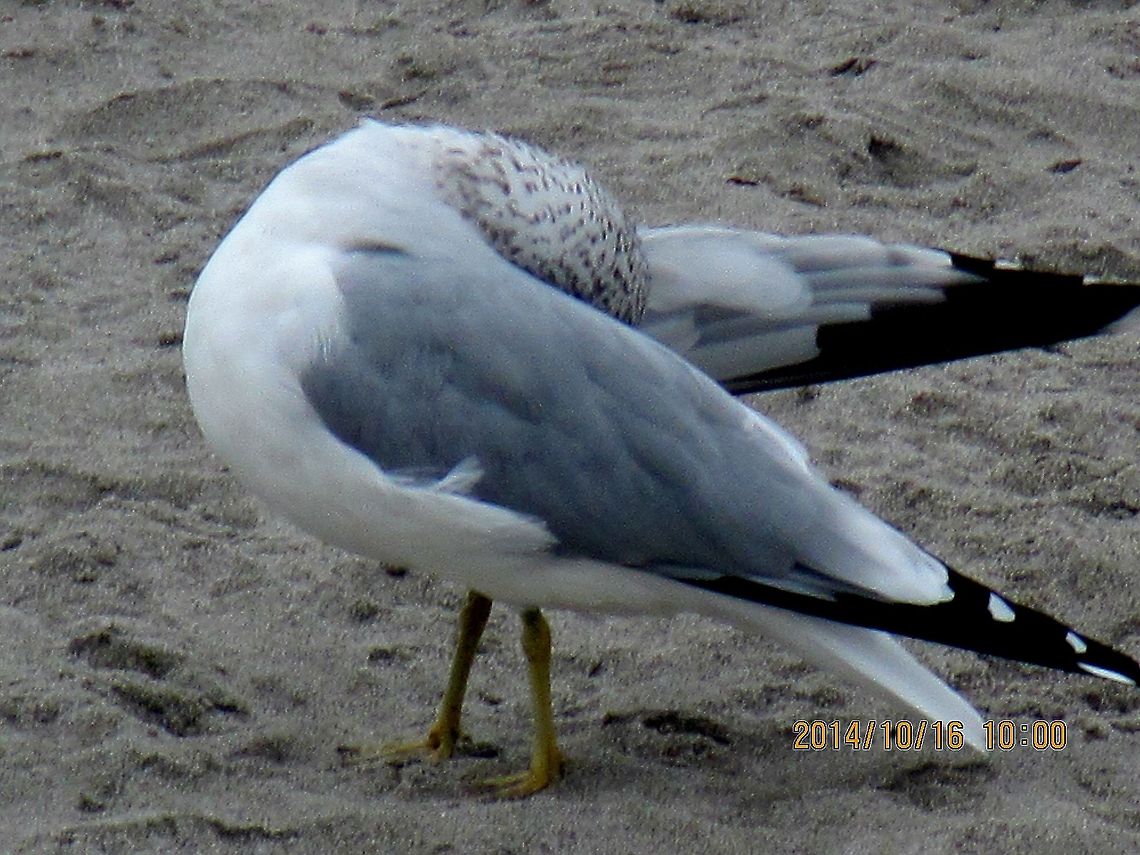 Hiding  Geotagged,Larus delawarensis,Ring-billed gull,United States