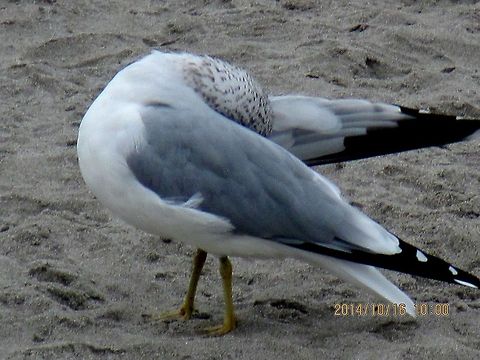 Hiding  Geotagged,Larus delawarensis,Ring-billed gull,United States