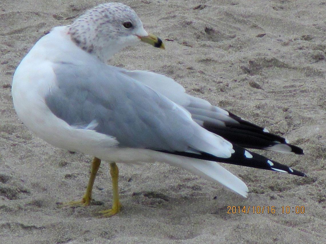 I know what you are up to.  Geotagged,Larus delawarensis,Ring-billed gull,United States