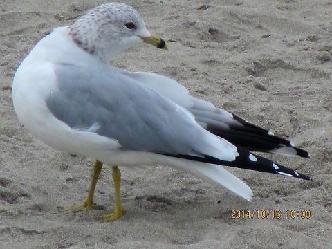 I know what you are up to.  Geotagged,Larus delawarensis,Ring-billed gull,United States