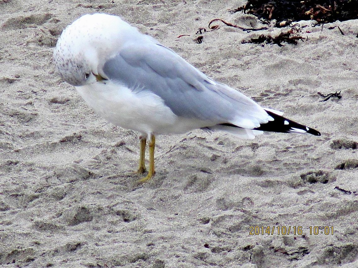 Ring billed gull A series of pictures taken at the seashore of different Ring billed gull.  Geotagged,United States