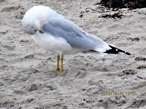 Ring billed gull A series of pictures taken at the seashore of different Ring billed gull.  Geotagged,United States