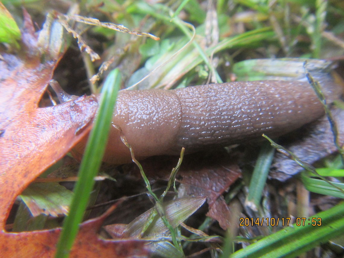 Sluggish Limax flavus  Geotagged,Limax flavus,United States,Yellow slug