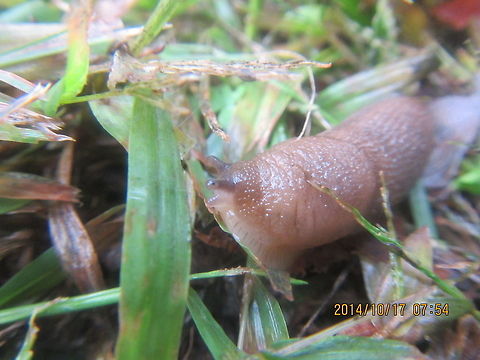 Happy little fellow  Geotagged,Limax flavus,United States,Yellow slug