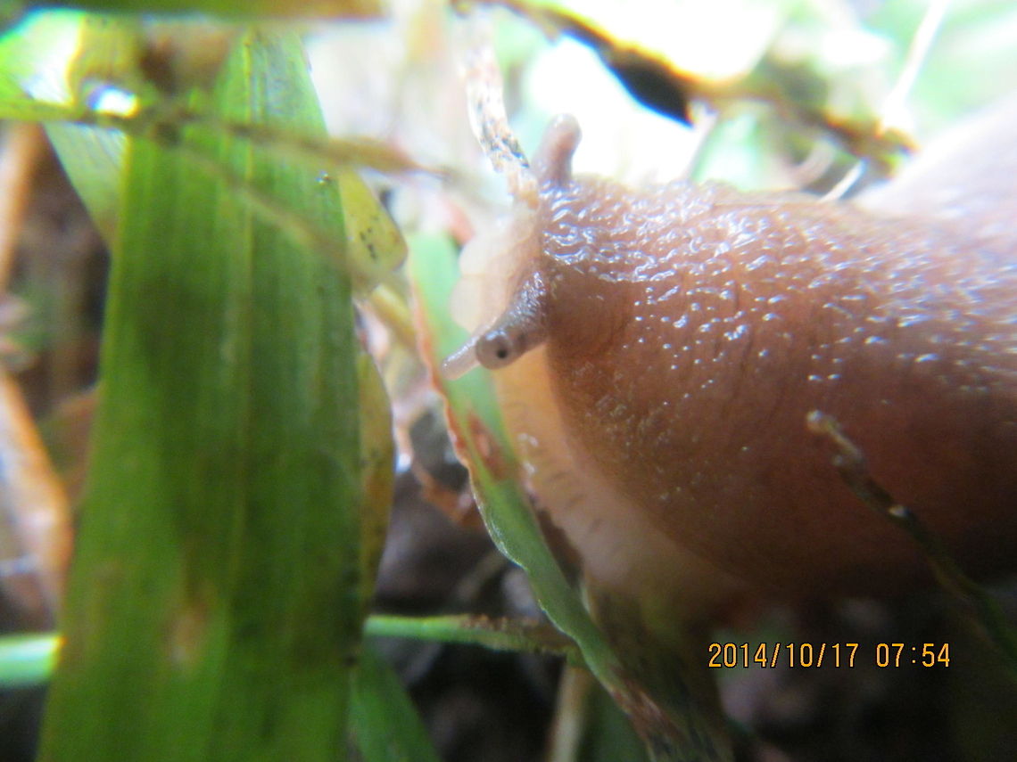 Golden Slug/ Tawny slug  Geotagged,Limax flavus,United States,Yellow slug