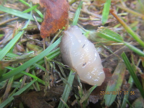 Underside of Limax flavus  Geotagged,Limax flavus,United States,Yellow slug