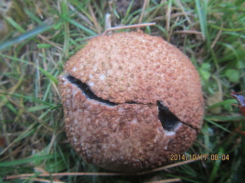 Mushroom  Calvatia cyathiformis,Common Earthball,Geotagged,Scleroderma citrinum,United States