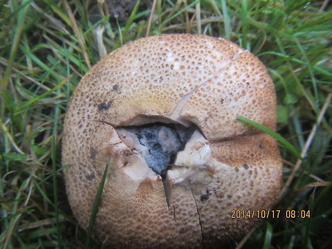 Mushroom  Calvatia cyathiformis,Common Earthball,Scleroderma citrinum