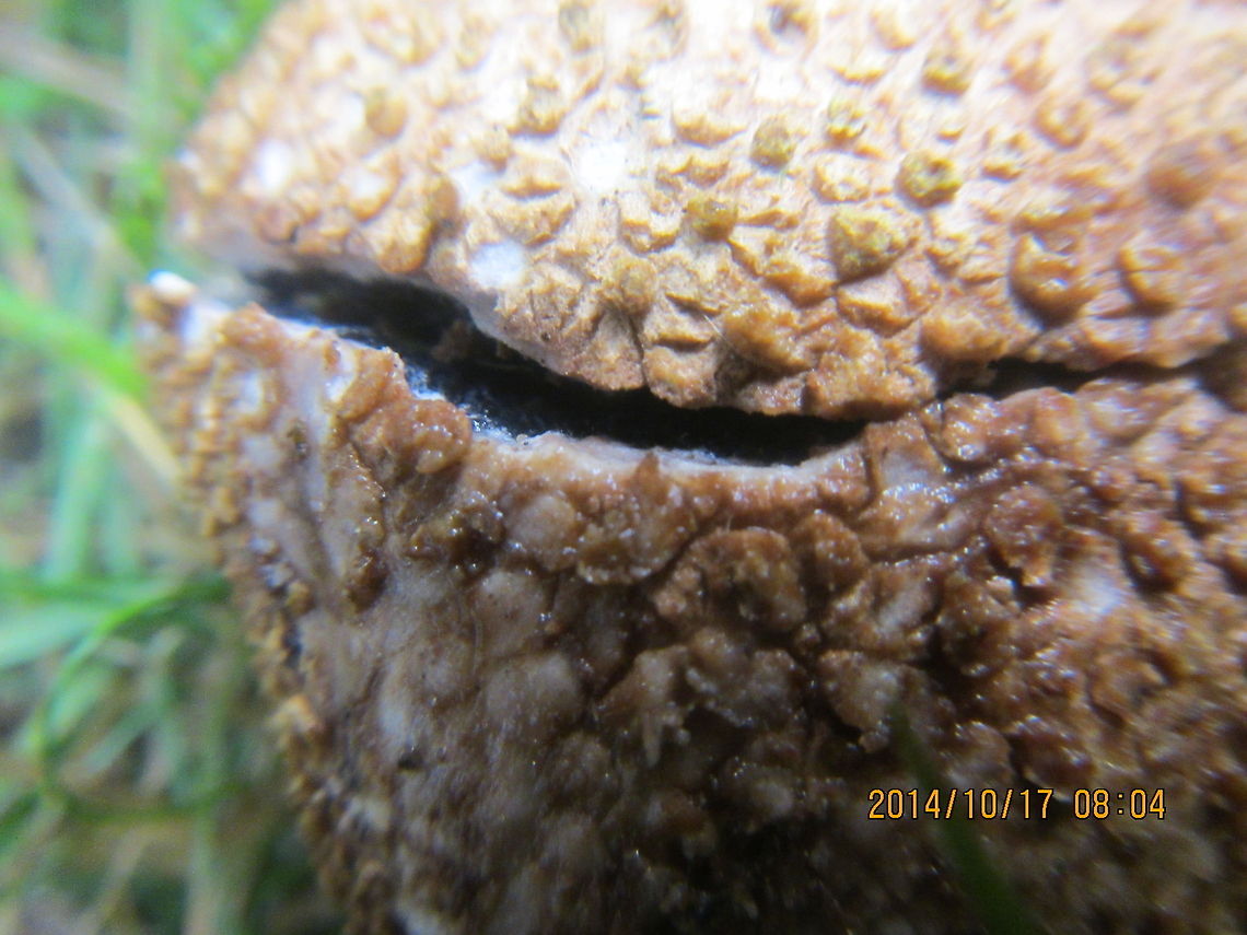 Mushroom (close up)  Calvatia cyathiformis,Common Earthball,Scleroderma citrinum