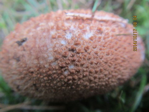 Close up of mushroom  Calvatia cyathiformis,Common Earthball,Geotagged,Scleroderma citrinum,United States