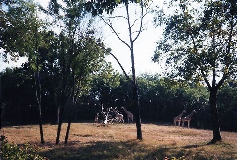 Giraffe  Geotagged,Giraffa camelopardalis,Giraffe,United States