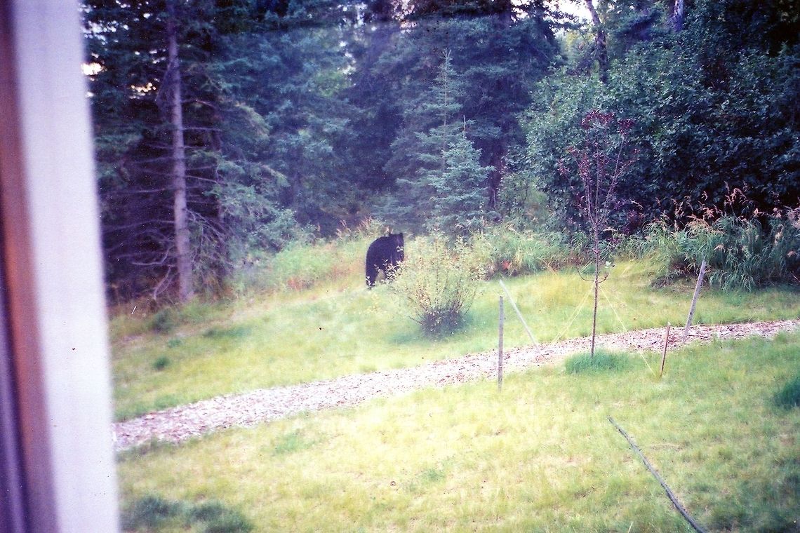 black bear Spotted from a window. American black bear,Geotagged,United States,Ursus americanus