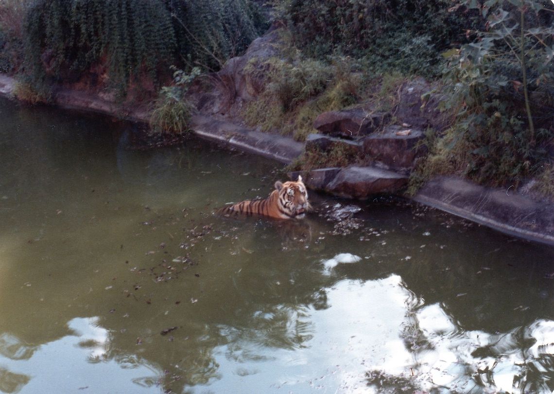 Tiger  China,Geotagged,Panthera tigris altaica,Siberian tiger