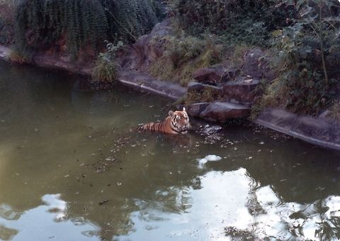 Tiger  China,Geotagged,Panthera tigris altaica,Siberian tiger