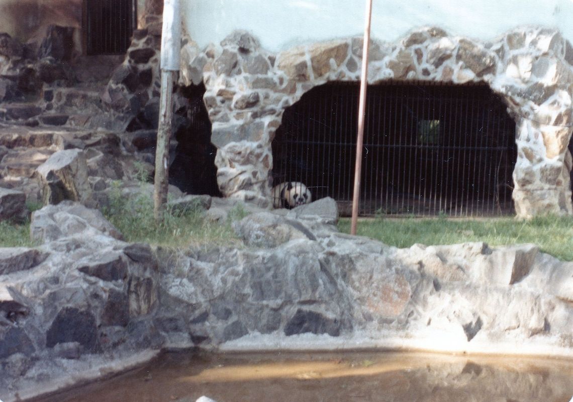 Panda  Ailuropoda melanoleuca,China,Geotagged,Giant panda