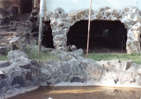 Panda  Ailuropoda melanoleuca,China,Geotagged,Giant panda