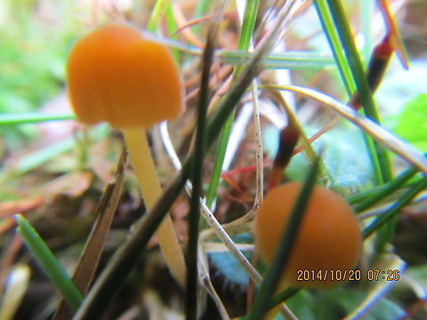 Tiny orange mushrooms  Geotagged,United States