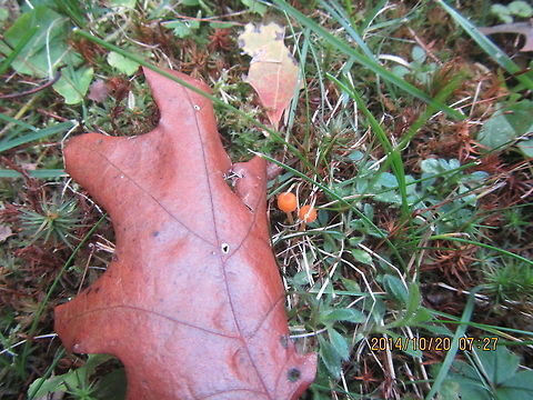 Tiny orange mushroom  Geotagged,United States