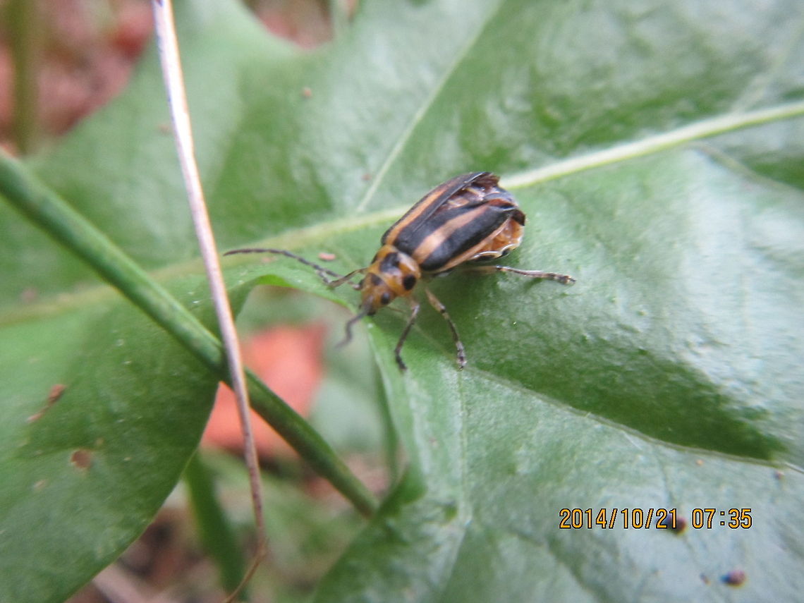 Beetle Picture taken under natural light. With a flash, it brings out the bright yellow color.  Xanthogaleruca luteola,beetle