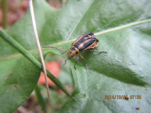 Beetle Picture taken under natural light. With a flash, it brings out the bright yellow color.  Xanthogaleruca luteola,beetle