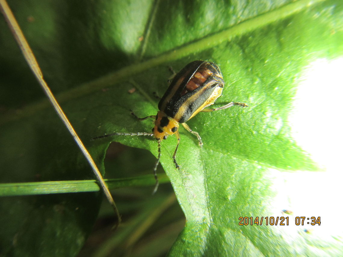 Beetle  Xanthogaleruca luteola,beetle