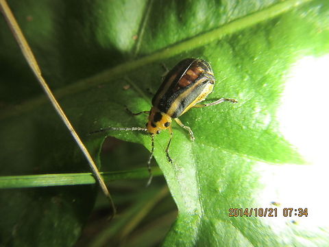 Beetle  Xanthogaleruca luteola,beetle