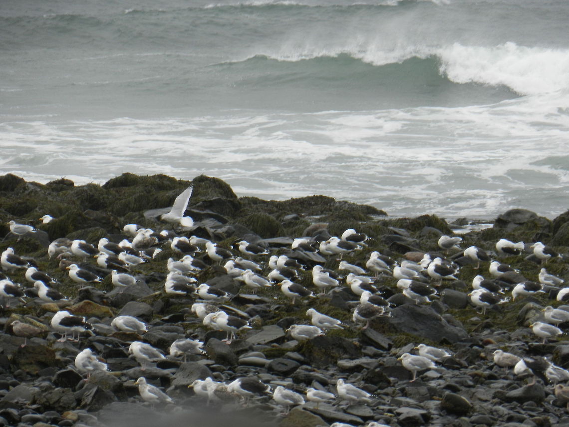 Seagulls (海鸥) One of two pictures taken on this wet rainy day in November along the Atlantic coast line.
