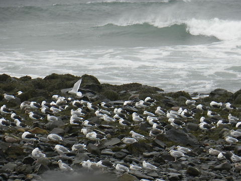 Seagulls (海鸥) One of two pictures taken on this wet rainy day in November along the Atlantic coast line.