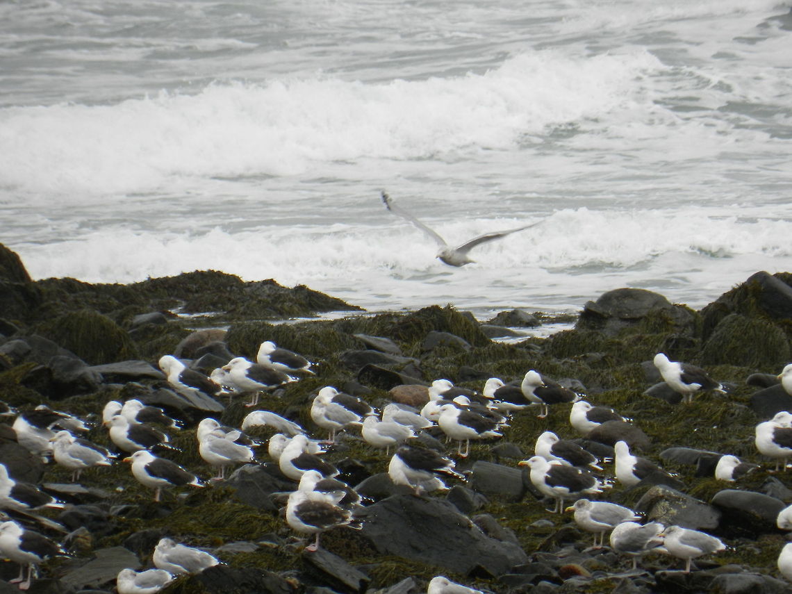 Seagulls (海鸥)  Great Black-backed Gull,Larus marinus