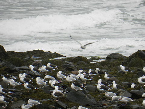 Seagulls (海鸥)  Great Black-backed Gull,Larus marinus