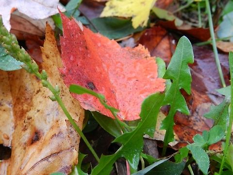 forest floor dandelion leaves poking out from the forest floor Taraxacum officinale,United States,dandelion,flora,forest,nature