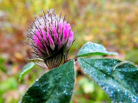 Red clover  Red clover,Trifolium pratense,flora,flower,nature,united states,wild flowers