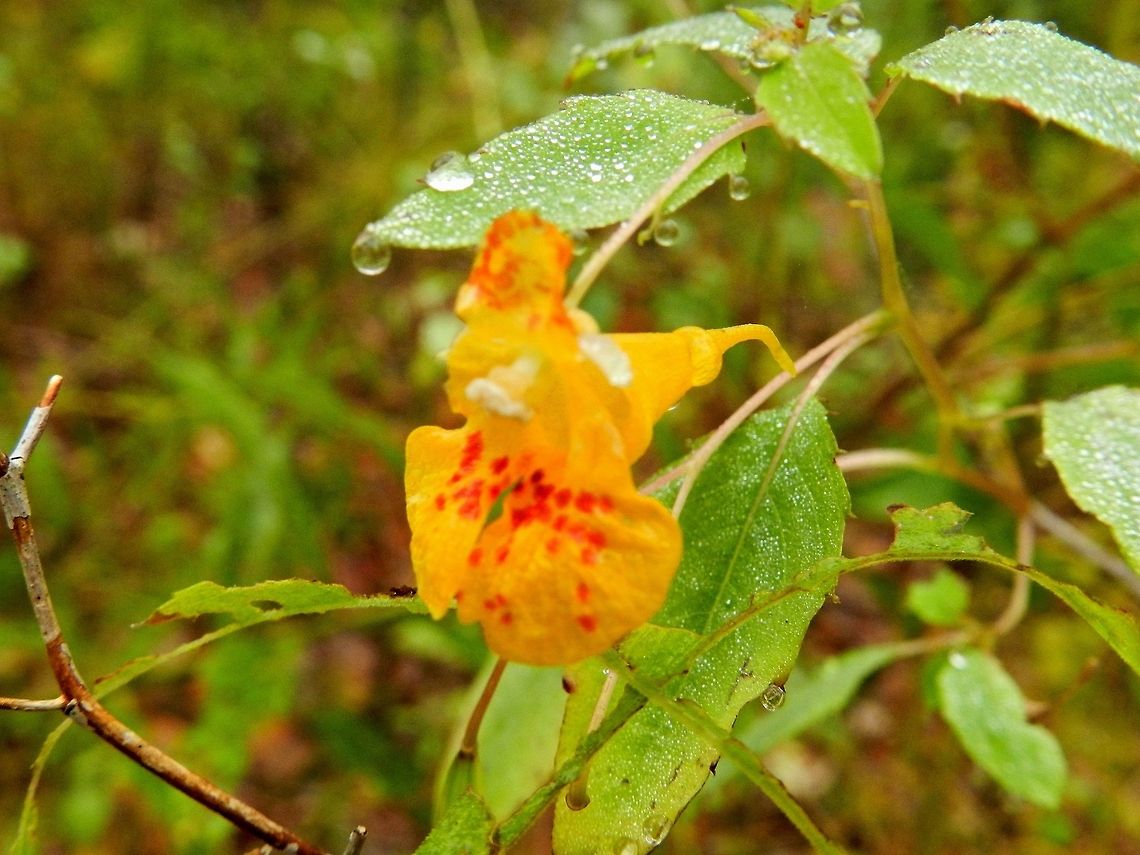 Orange Jewel weed  Impatiens capensis,Orange Jewelweed
