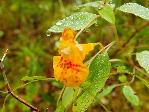 Orange Jewel weed  Impatiens capensis,Orange Jewelweed