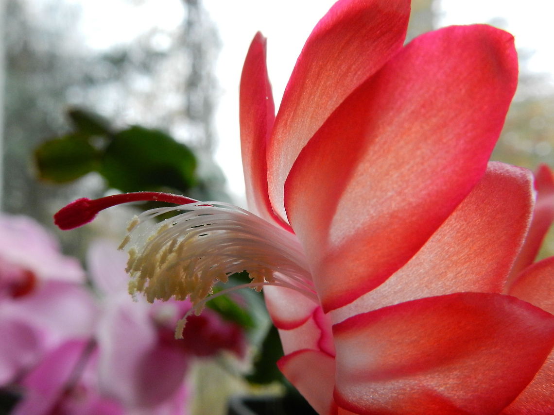 Christmas Cactus It is snowing outside! And my Christmas Cactus finally bloomed.   Christmas Cactus,Schlumbergera truncata,flora,flowers,indoor plant