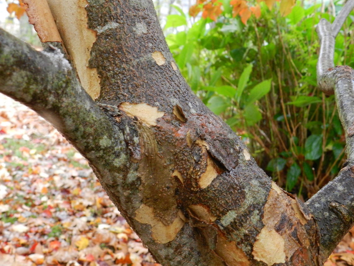Kousa dogwood  bark,cornus kousa,kousa dogwood,tree,united states,winter