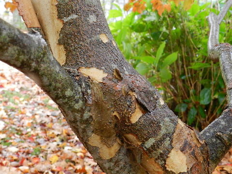 Kousa dogwood  bark,cornus kousa,kousa dogwood,tree,united states,winter