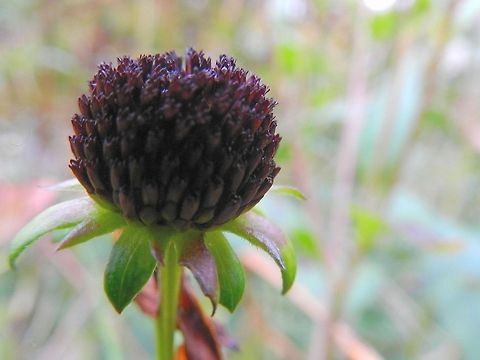 Black eyed susan  Black-eyed Susan,Rudbeckia hirta