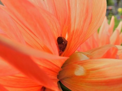 Hiding  Pentatomidae