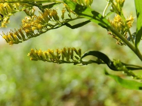 Yellow wildflowers  United states,wild flower,yellow flowers