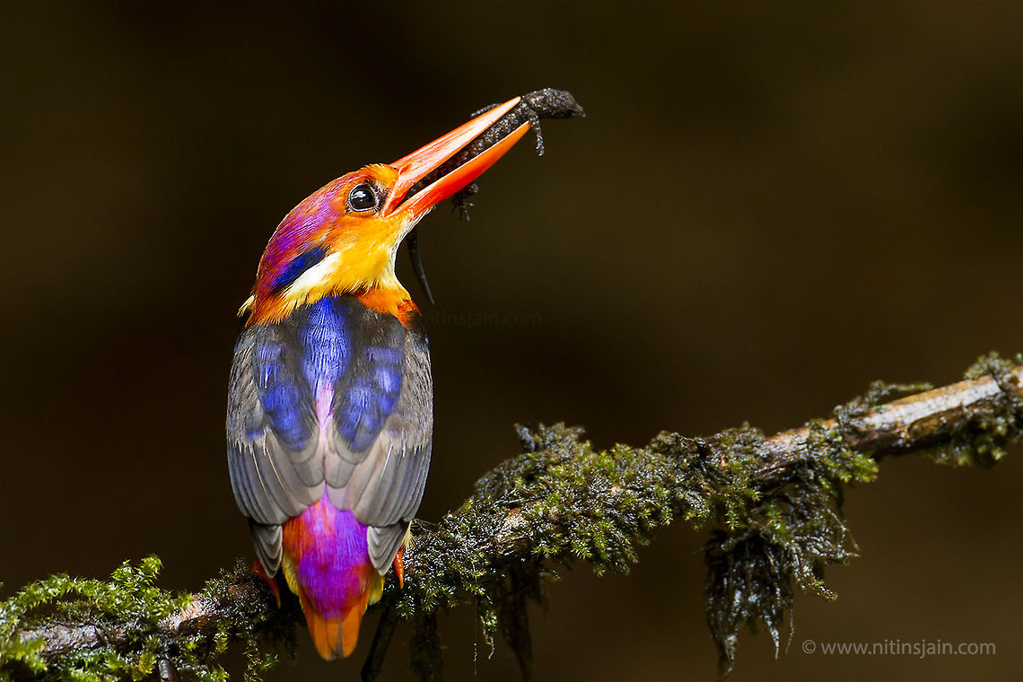 Hunter Oriental Dwarf Kingfisher with kill Ceyx erithaca,Oriental dwarf kingfisher,bird,india,nitin jain,wild
