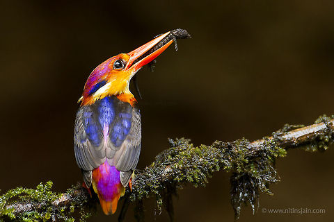 Hunter Oriental Dwarf Kingfisher with kill Ceyx erithaca,Oriental dwarf kingfisher,bird,india,nitin jain,wild
